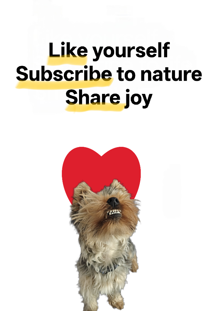 Like, Subscribe and Share