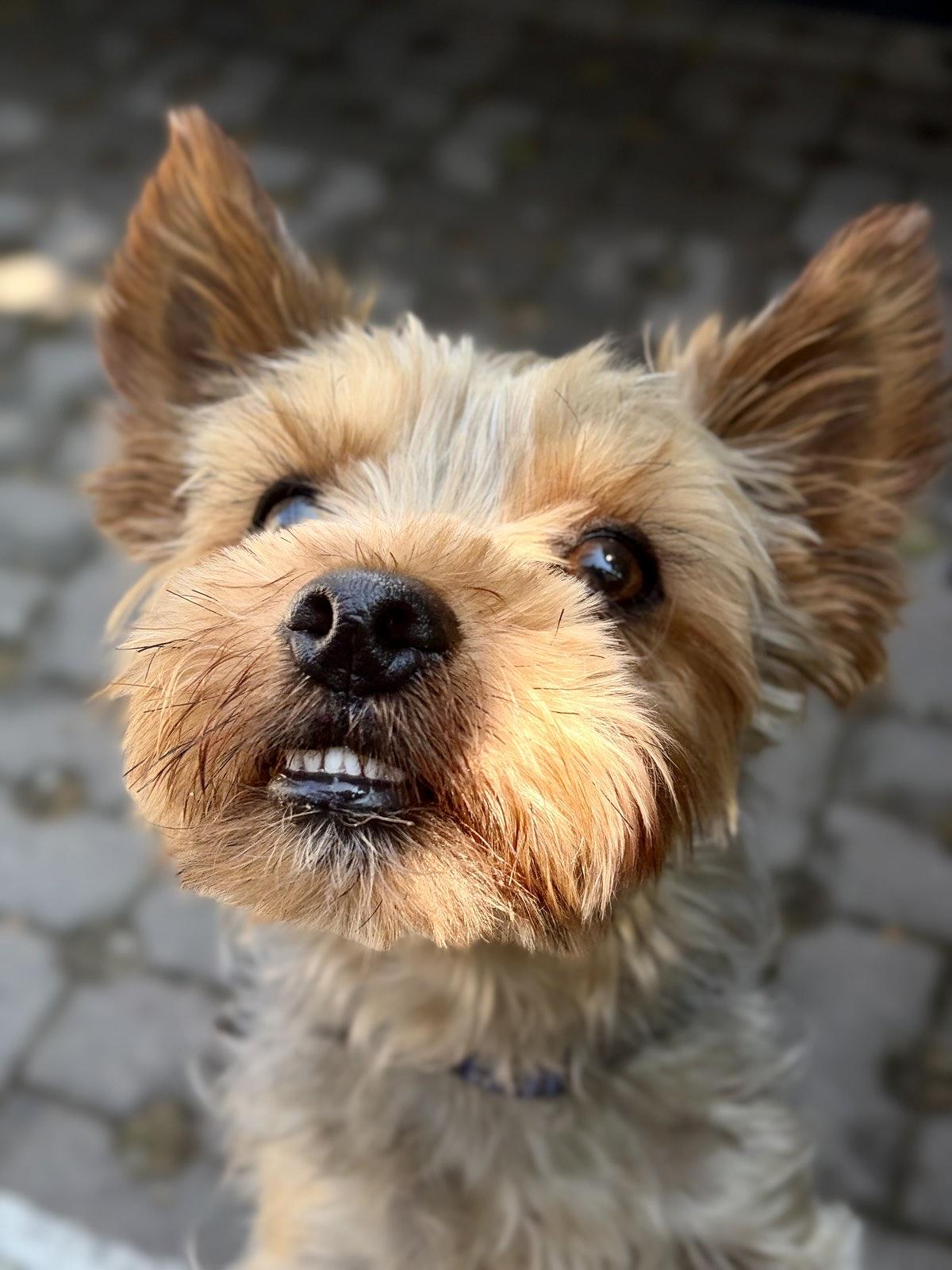 Pas yorkie